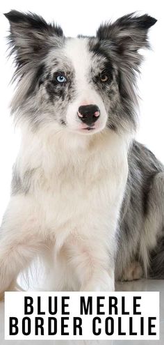 a blue merle border collie dog sitting down with the words blue merle border collie on it's side