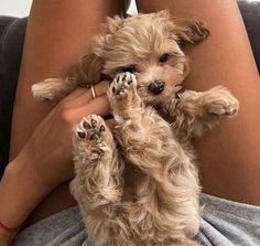 a small dog sitting on top of a woman's lap with her paws in the air