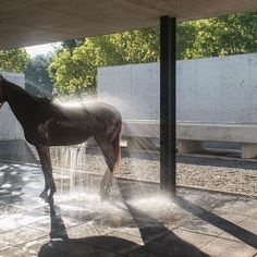 a horse standing in the middle of an open area with water coming out of it