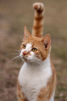 an orange and white cat standing on its hind legs with it's front paws in the air