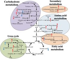 the diagram shows different types of carbohydrate and other things that can be found