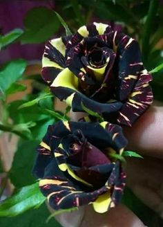 two black and yellow flowers in someone's hand with green leaves on the other side