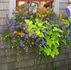 a window box filled with lots of colorful flowers