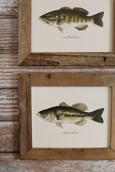 two framed fish are hanging on the wall