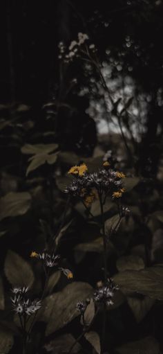 some yellow and black flowers in the dark