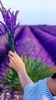 a person holding up a bunch of lavender flowers in front of a field full of lavenders