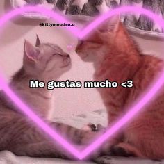 two cats sitting next to each other in front of a pink heart with the caption me faces my feliz > 3