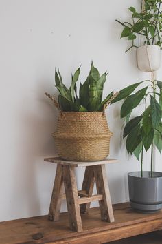 some plants are sitting on a wooden shelf