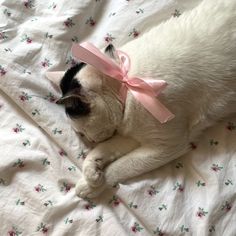 a cat wearing a pink bow laying on top of a bed