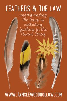 feathers and the law poster with an image of two different types of feathers on orange background