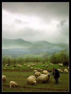 a herd of sheep standing on top of a lush green field