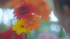 three different colored flowers in a vase with blurry backround image behind them