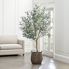 a potted olive tree in a living room