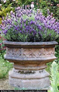 a planter filled with lots of purple flowers