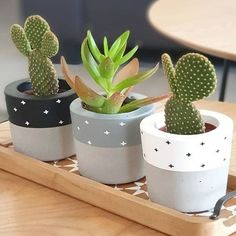 three potted plants sitting on top of a wooden tray