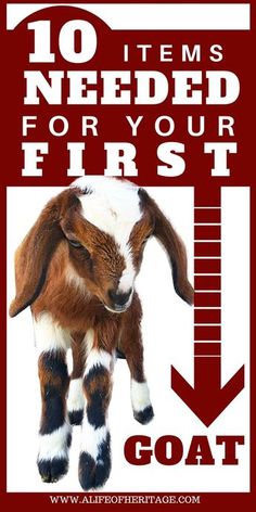 a goat standing on top of a red and white sign that says 10 items needed for your first goat