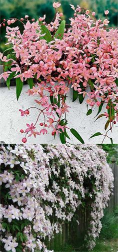 pink flowers growing on the side of a white wall next to green grass and bushes