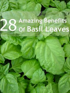 fresh basil leaves are growing in the garden