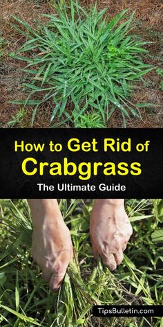 how to get rid of crabgrasss the ultimate guide - tips, tricks and more