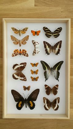 a shadow box filled with lots of different types of butterflies on top of a wooden floor