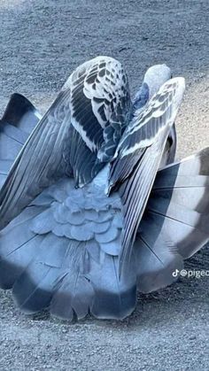 a close up of a bird on the ground with it's wings spread out