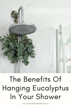 the benefits of hanging eucalyptuss in your shower