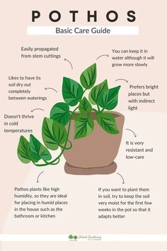 a potted plant with instructions on how to care for it and what to put in it