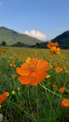 a field full of orange flowers with mountains in the background