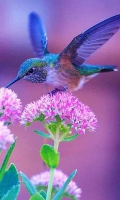 a hummingbird hovering over some pink flowers