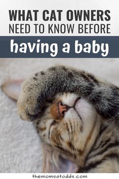 a cat laying on its back with the caption saying what cat owners need to know before having a baby