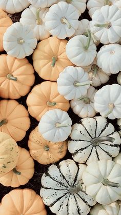 pumpkins and gourds are arranged on display