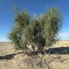 a small tree in the middle of nowhere