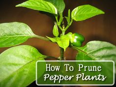 a plant with green leaves and the words how to prune pepper plants