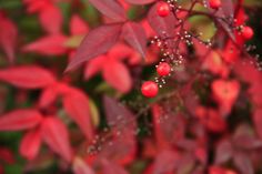 red leaves and berries are in the foreground