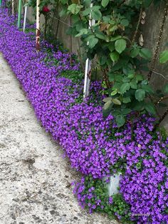 purple flowers line the side of a building