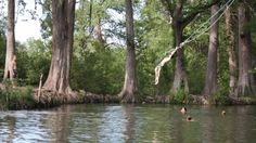 some people are swimming in the water near trees and roped off with ropes to keep them from falling