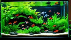 an aquarium filled with lots of green plants and fish swimming in it's tank