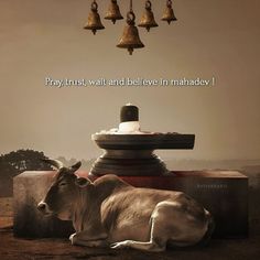 a cow laying on the ground under a chandelier with bells hanging from it