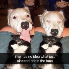 two pictures of a dog and cat with caption that says she has no idea what just stopped her in the face