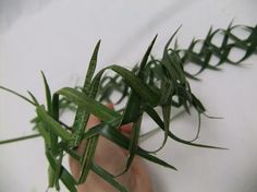 a person holding up some green plants on a white surface with one hand reaching for the plant