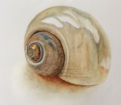 a watercolor drawing of a snail's shell