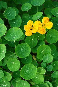 two yellow flowers are in the middle of some green leafy plants with leaves around them