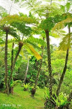 some very pretty trees and plants in the woods