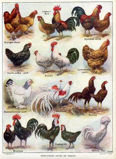 an image of different types of roosters on the farm in this vintage book illustration