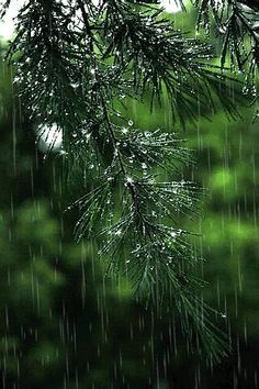 a pine tree branch with water droplets on it