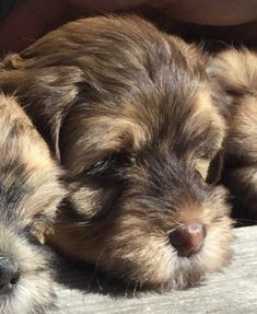 two small puppies are sleeping together on a wooden surface with their heads resting against each other