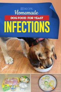 a dog eating food from a bowl with the title homemade dog food for yeast infections