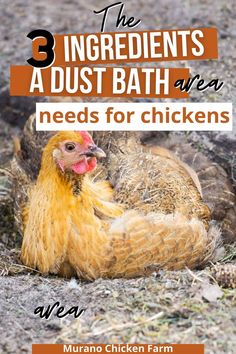 create the ultimate dust bath for chickens Chicken Dirt Bath, Diy Dust Bath, Chicken Dust Bath Ideas, Chicken Dust Bath, Chicken Bath, Dust Bath For Chickens, Herbs For Chickens, Sunny Funny, Chicken Facts