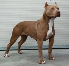 a brown and white dog standing in front of a garage door with a leash on it's neck