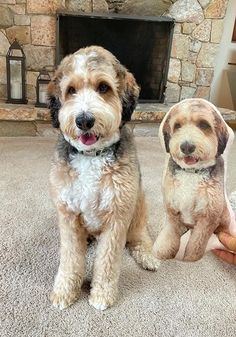 two dogs sitting next to each other on the floor in front of a fire place